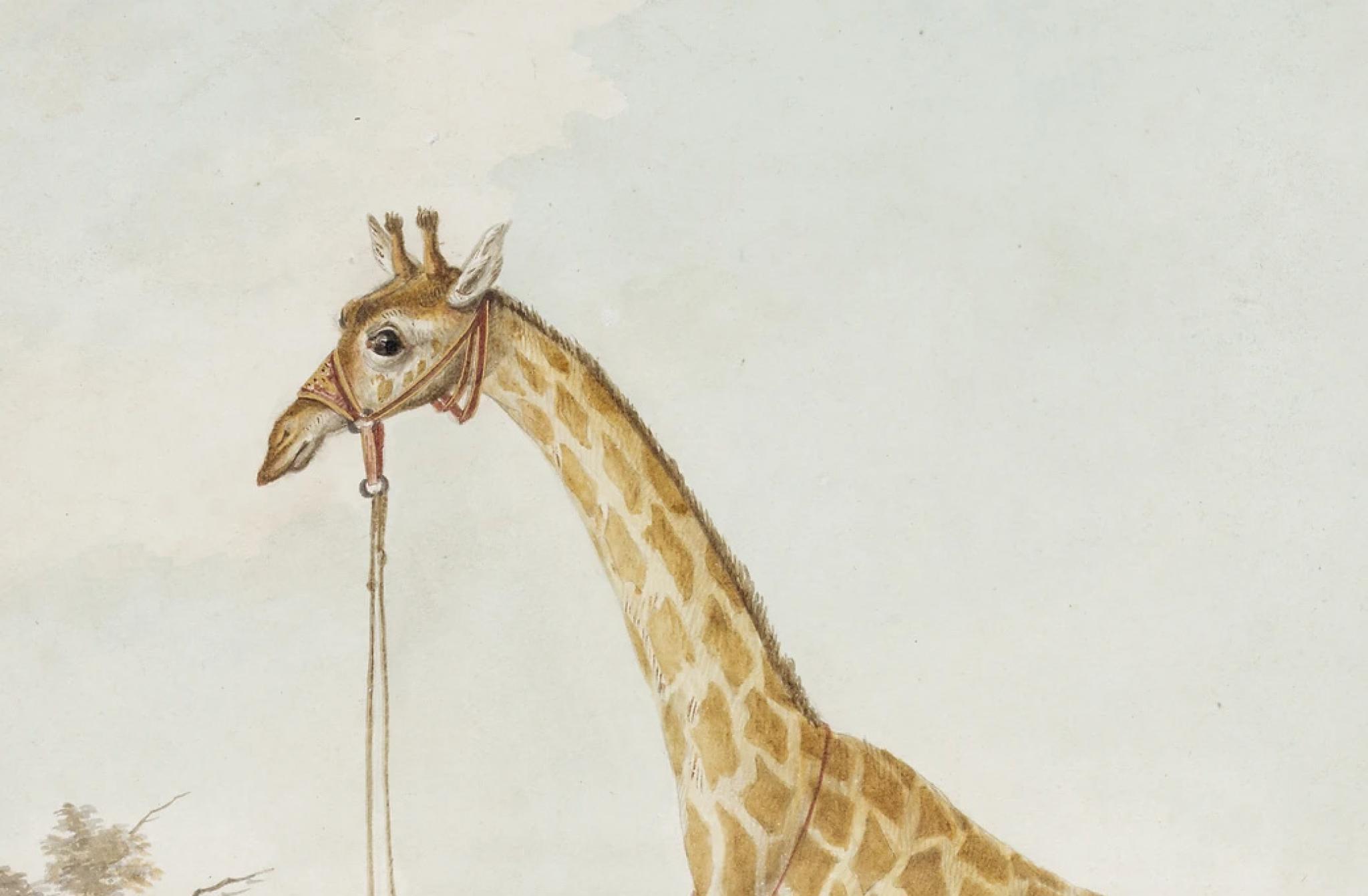 The King's Camelopard