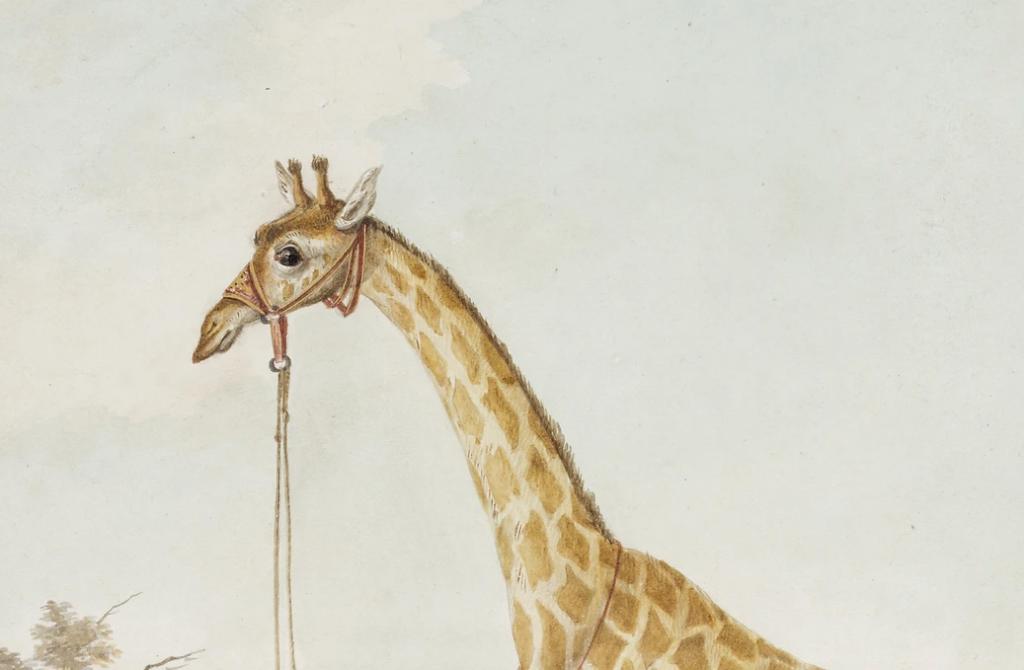 The King's Camelopard