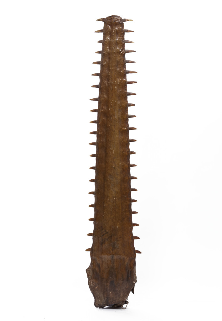 An antique dated Sawfish Rostrum (Pristis pristis)