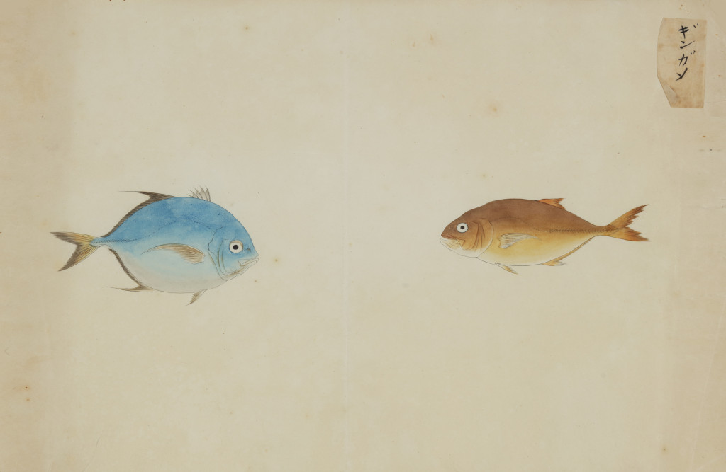 A collection of 24 fish drawings by Kawahara Keiga (c. 1786-1860) and studio