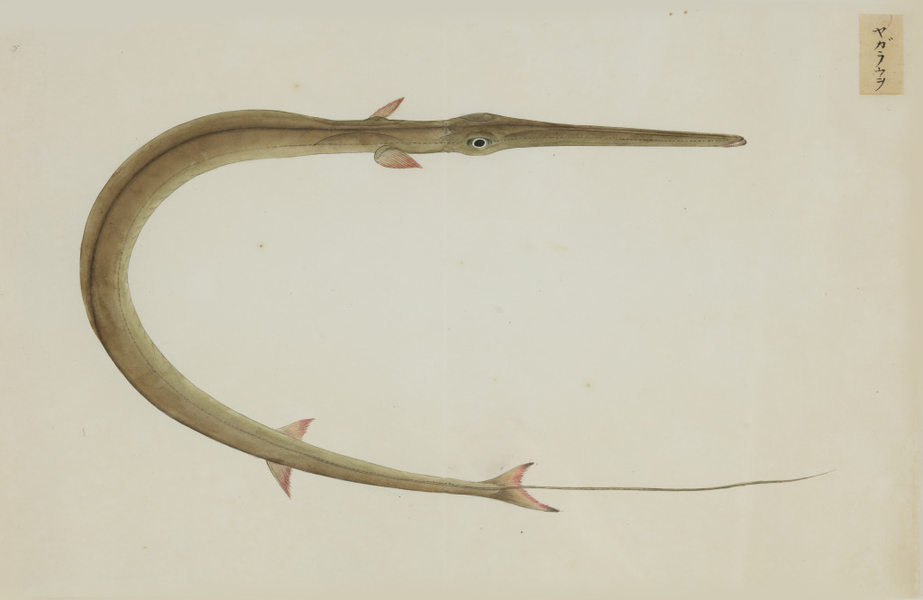 A collection of 24 fish drawings by Kawahara Keiga (c. 1786-1860) and studio