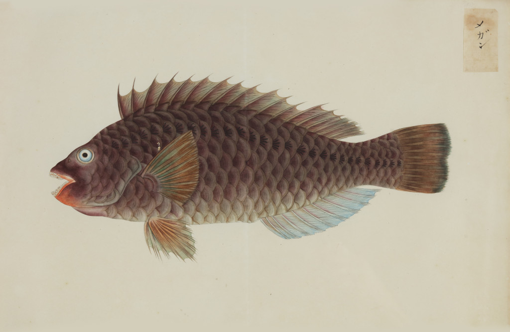 A collection of 24 fish drawings by Kawahara Keiga (c. 1786-1860) and studio