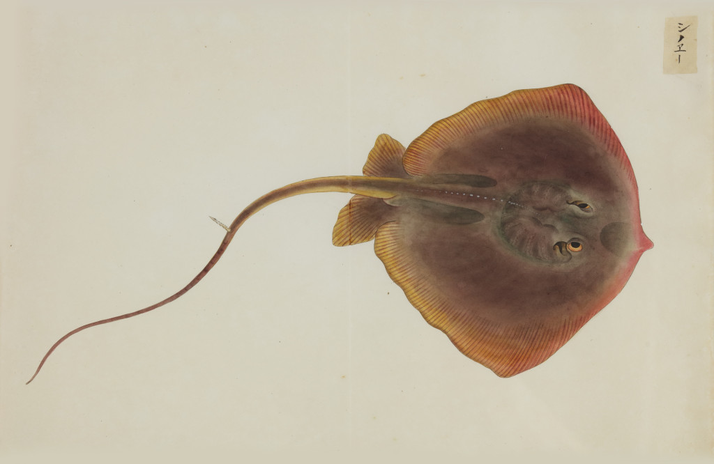 A collection of 24 fish drawings by Kawahara Keiga (c. 1786-1860) and studio