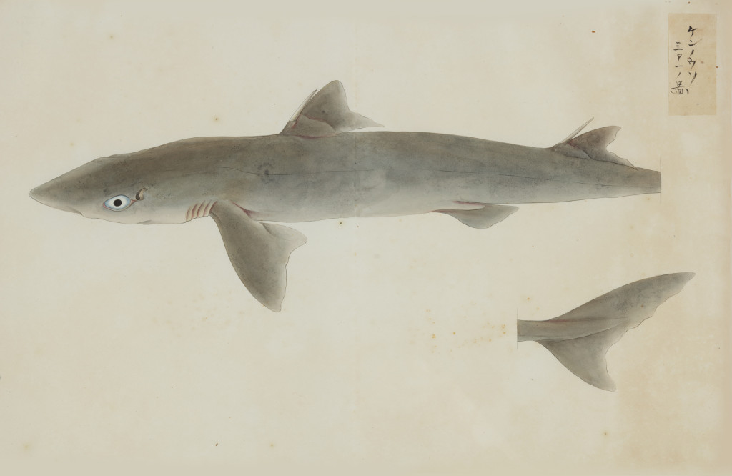 A collection of 24 fish drawings by Kawahara Keiga (c. 1786-1860) and studio