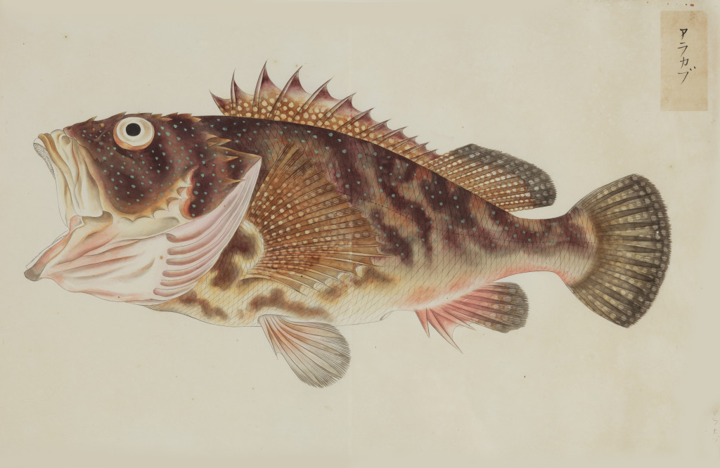 A collection of 24 fish drawings by Kawahara Keiga (c. 1786-1860) and studio