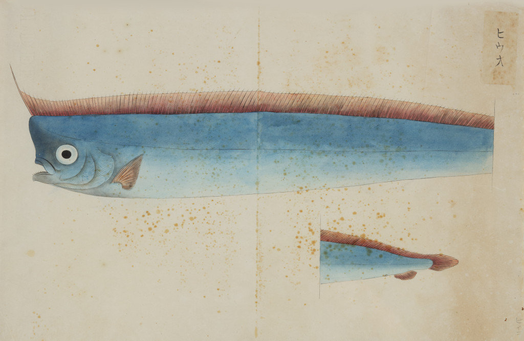 A collection of 24 fish drawings by Kawahara Keiga (c. 1786-1860) and studio