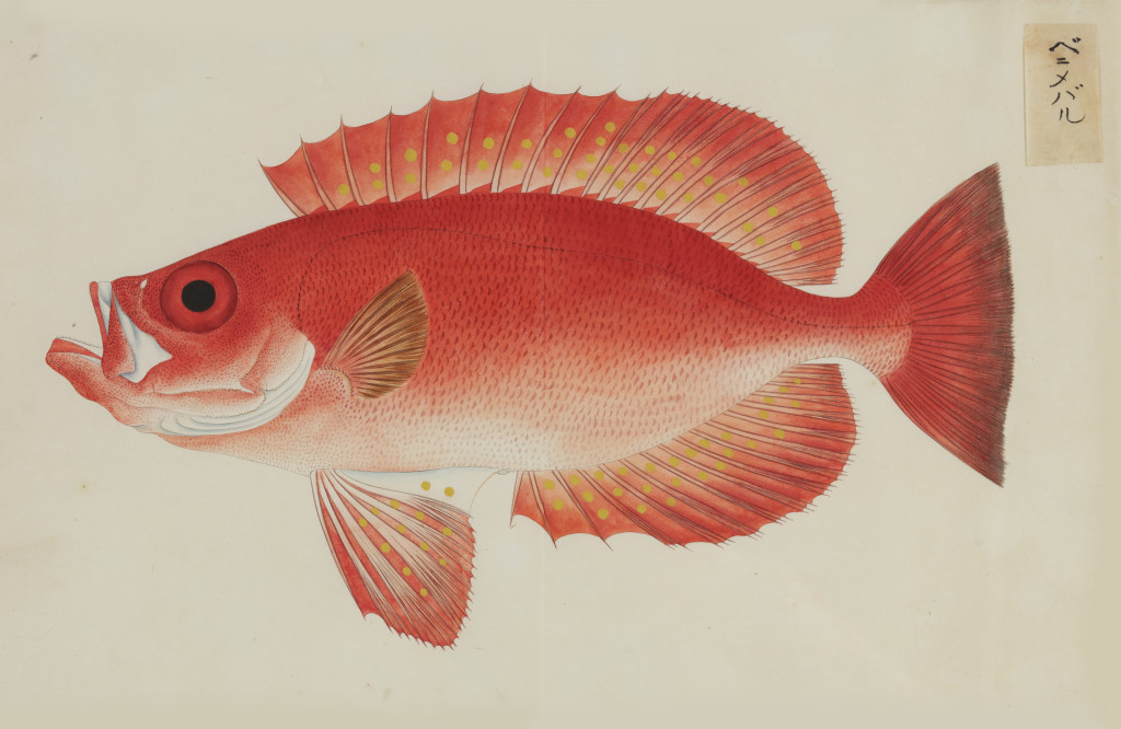 A collection of 24 fish drawings by Kawahara Keiga (c. 1786-1860) and studio