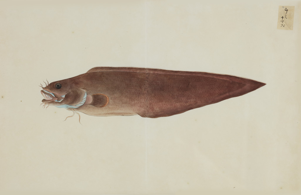 A collection of 24 fish drawings by Kawahara Keiga (c. 1786-1860) and studio