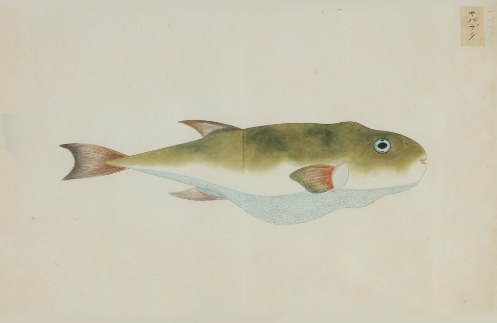 A collection of 24 fish drawings by Kawahara Keiga (c. 1786-1860) and studio