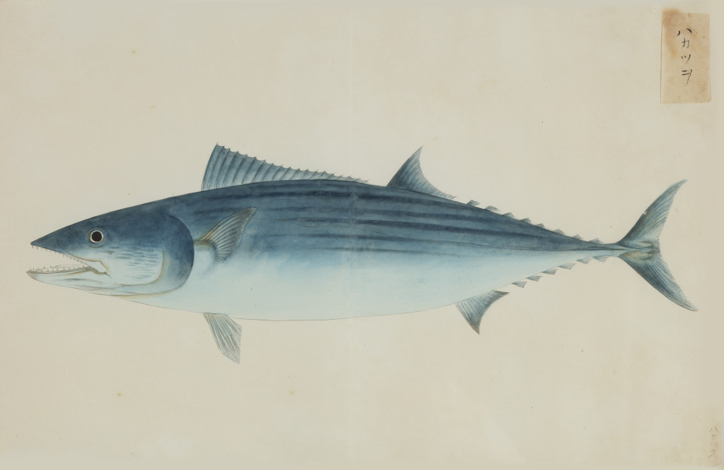 A collection of 24 fish drawings by Kawahara Keiga (c. 1786-1860) and studio