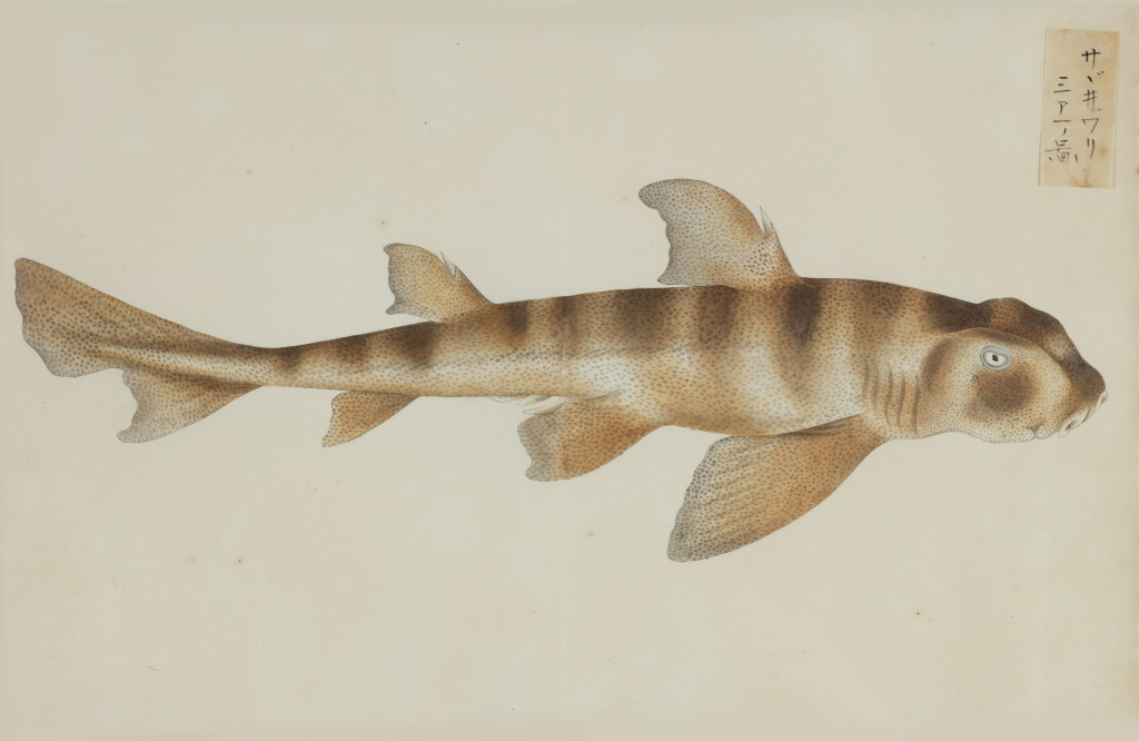 A collection of 24 fish drawings by Kawahara Keiga (c. 1786-1860) and studio