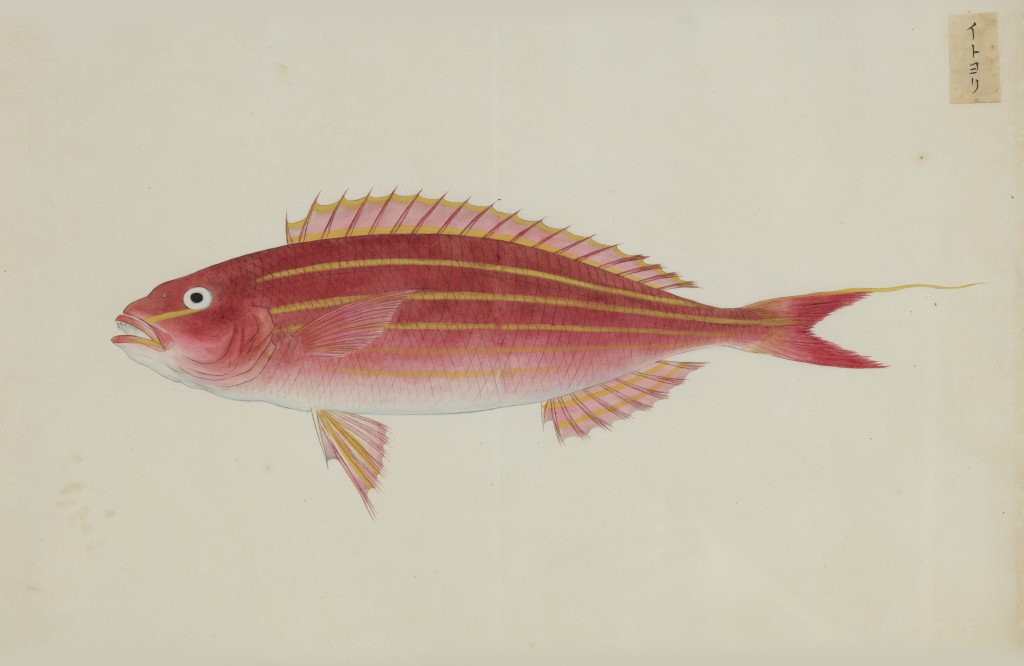 A collection of 24 fish drawings by Kawahara Keiga (c. 1786-1860) and studio