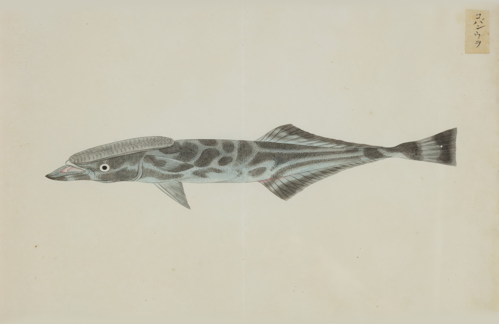 A collection of 24 fish drawings by Kawahara Keiga (c. 1786-1860) and studio