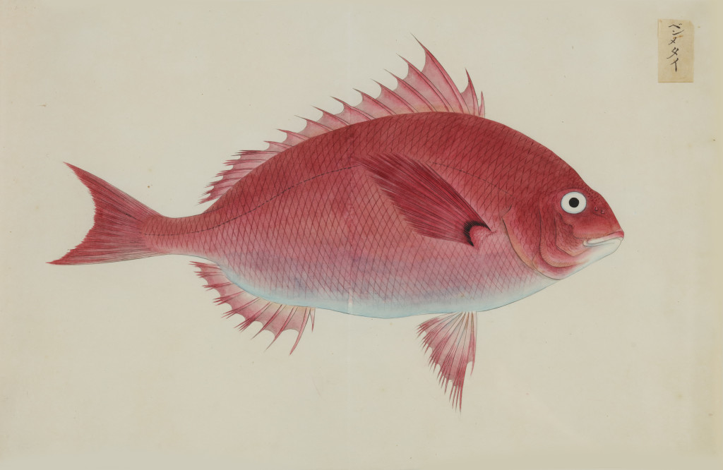 A collection of 24 fish drawings by Kawahara Keiga (c. 1786-1860) and studio