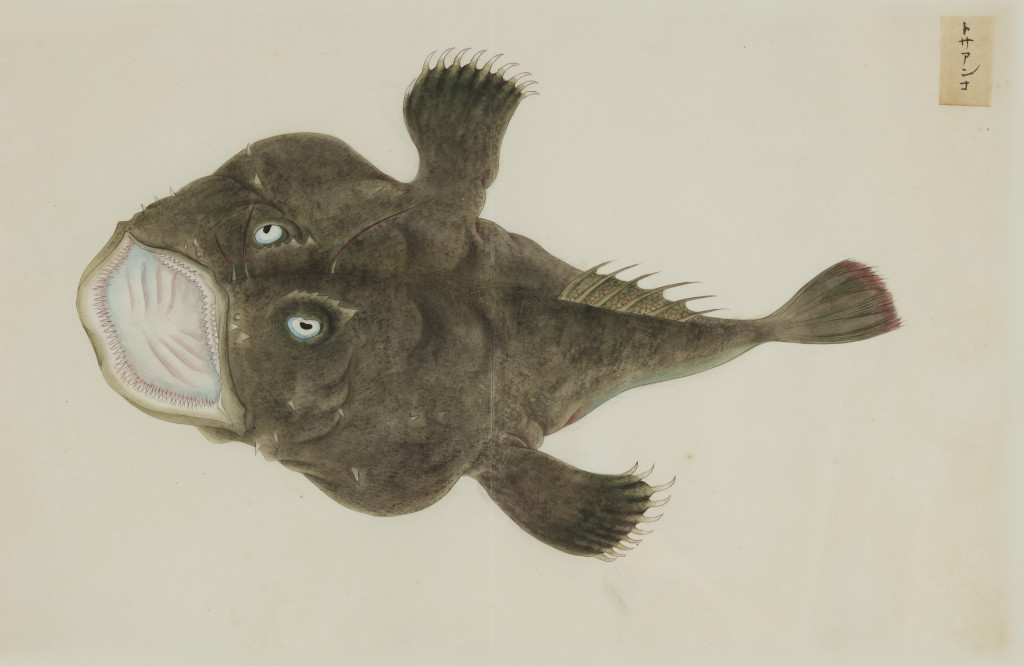 A collection of 24 fish drawings by Kawahara Keiga (c. 1786-1860) and studio