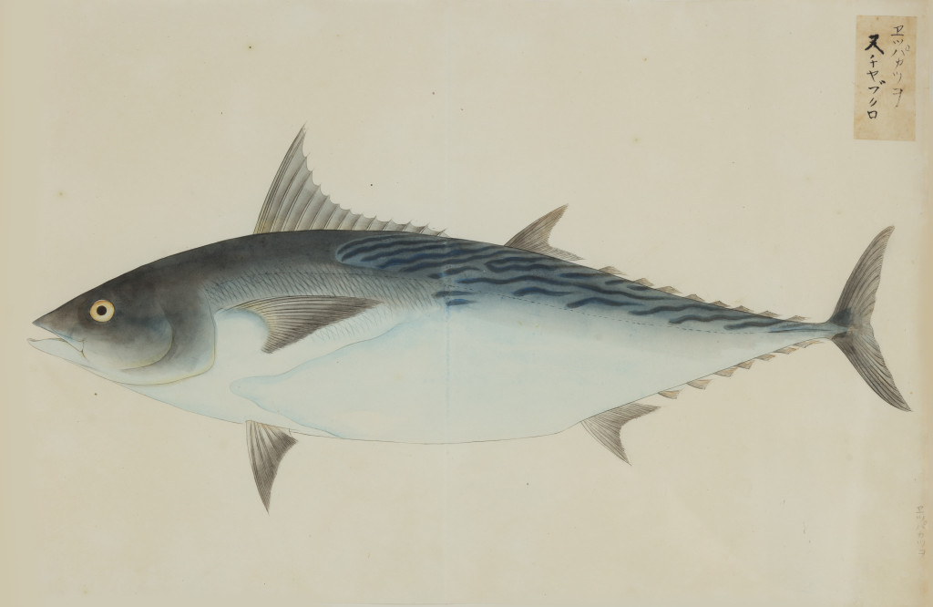 A collection of 24 fish drawings by Kawahara Keiga (c. 1786-1860) and studio