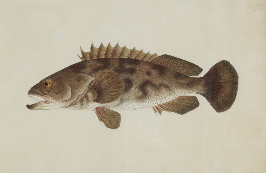 A collection of 24 fish drawings by Kawahara Keiga (c. 1786-1860) and studio