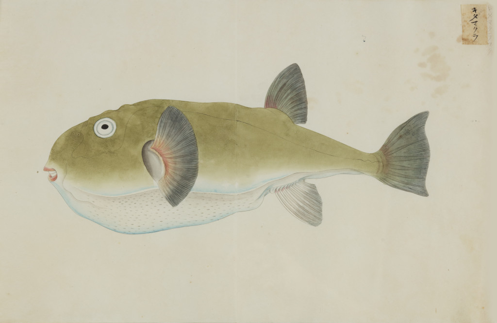 A collection of 24 fish drawings by Kawahara Keiga (c. 1786-1860) and studio