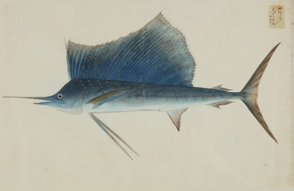A collection of 24 fish drawings by Kawahara Keiga (c. 1786-1860) and studio