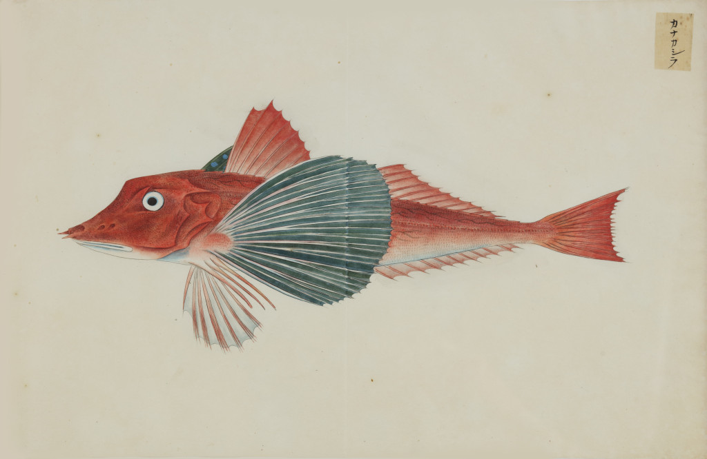 A collection of 24 fish drawings by Kawahara Keiga (c. 1786-1860) and studio