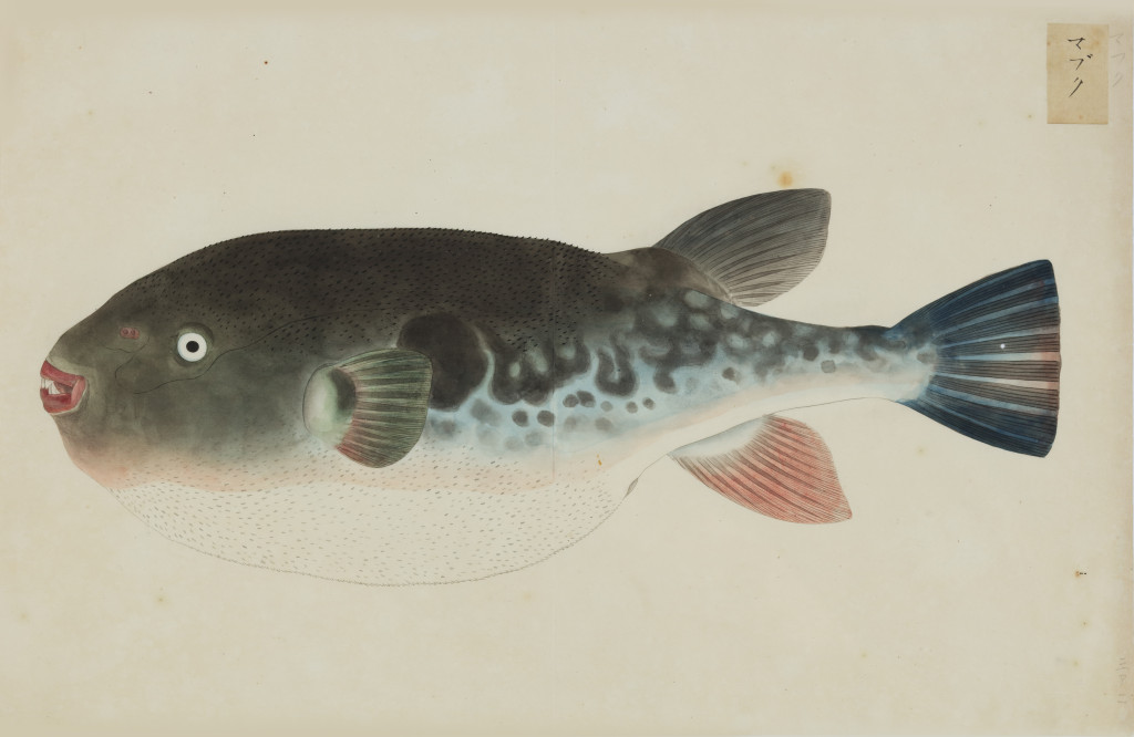 A collection of 24 fish drawings by Kawahara Keiga (c. 1786-1860) and studio