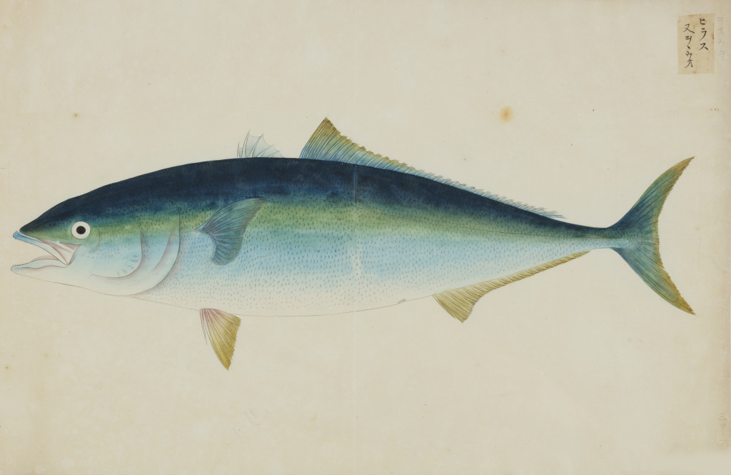 A collection of 24 fish drawings by Kawahara Keiga (c. 1786-1860) and studio