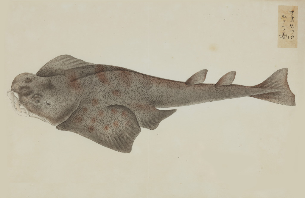 A collection of 24 fish drawings by Kawahara Keiga (c. 1786-1860) and studio