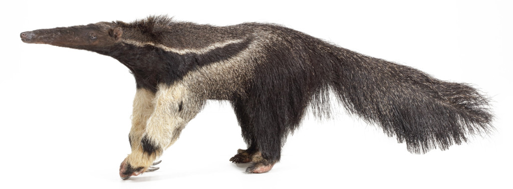 An extremely rare antique taxidermy Giant Anteater (Myrmecophaga tridactyla)