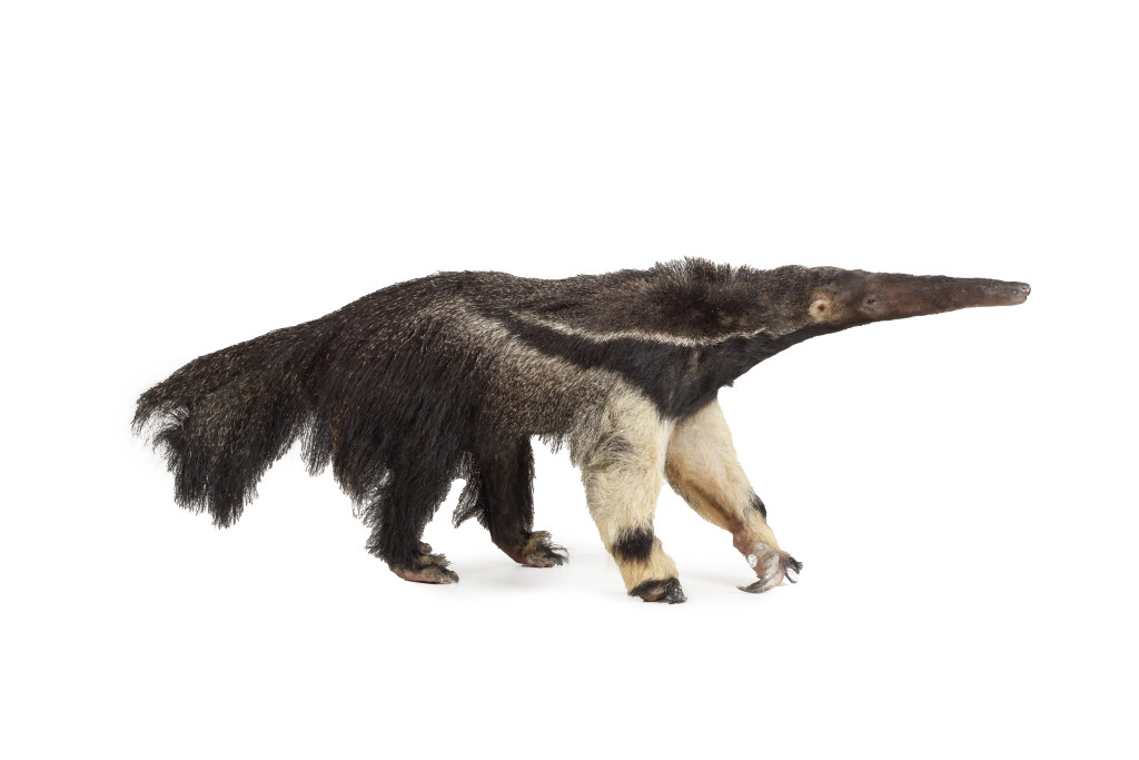 An extremely rare antique taxidermy Giant Anteater (Myrmecophaga tridactyla)