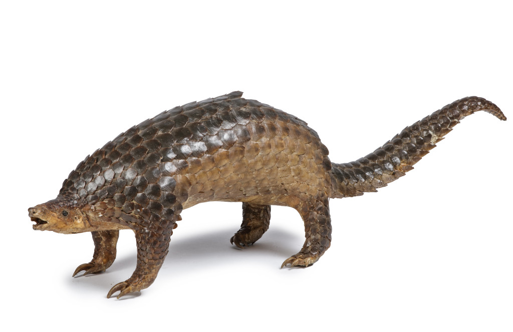 A large taxidermy Asian pangolin (Manis)