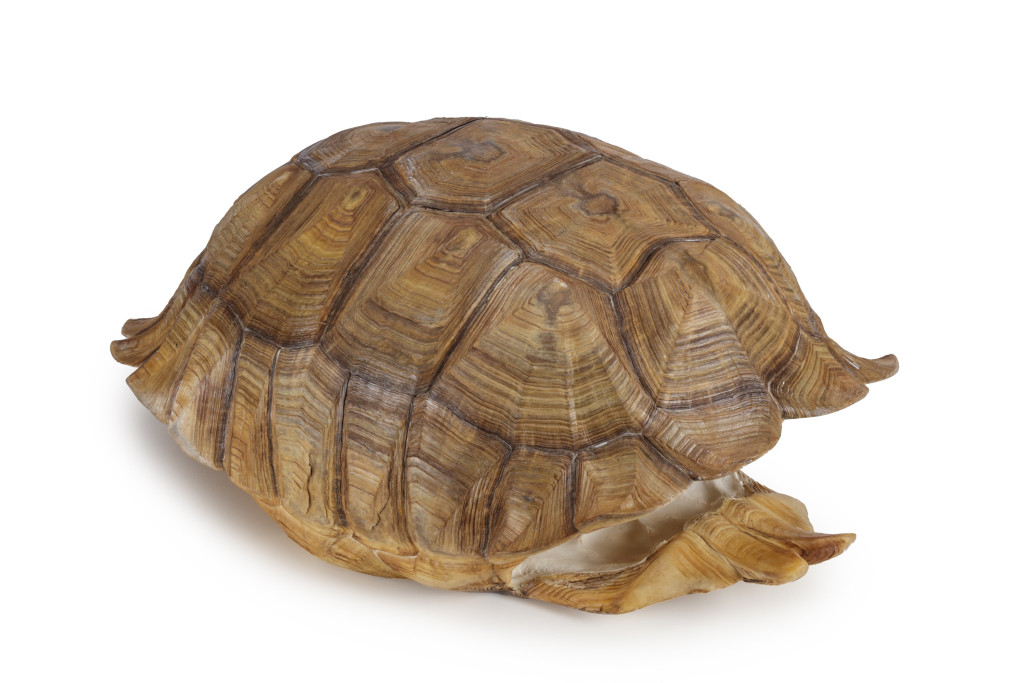 A Large Taxidermy African Spurred Tortoiseshell (Centrochelys sulcata)