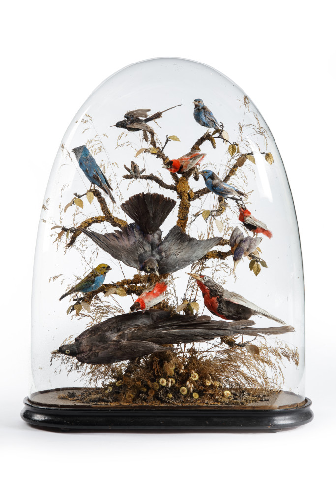 A large victorian dome with various taxidermy tropical birds