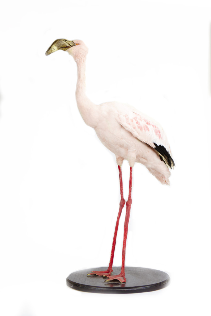 A taxidermy lesser flamingo (Phoeniconaias minor)