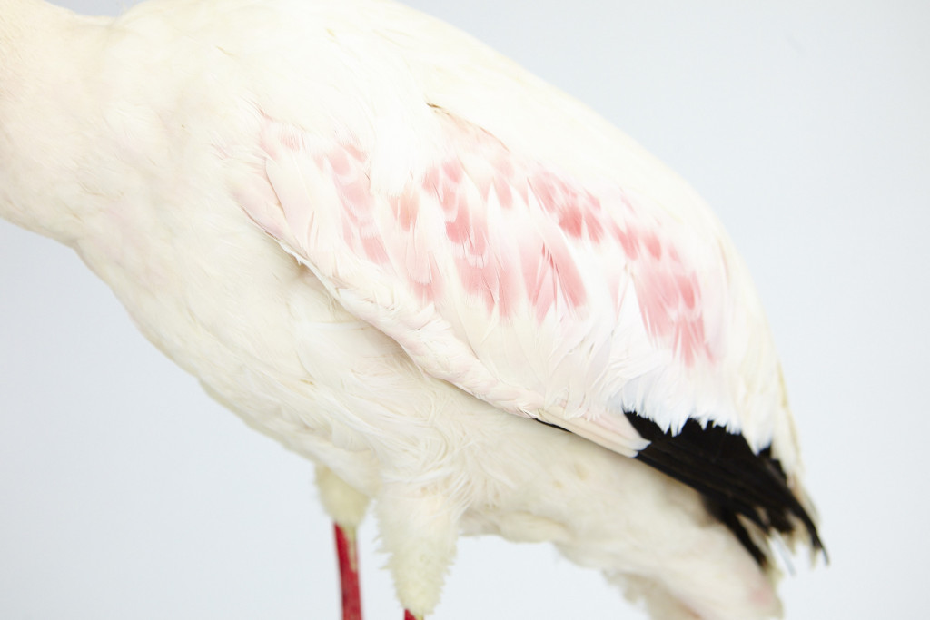 A taxidermy lesser flamingo (Phoeniconaias minor)