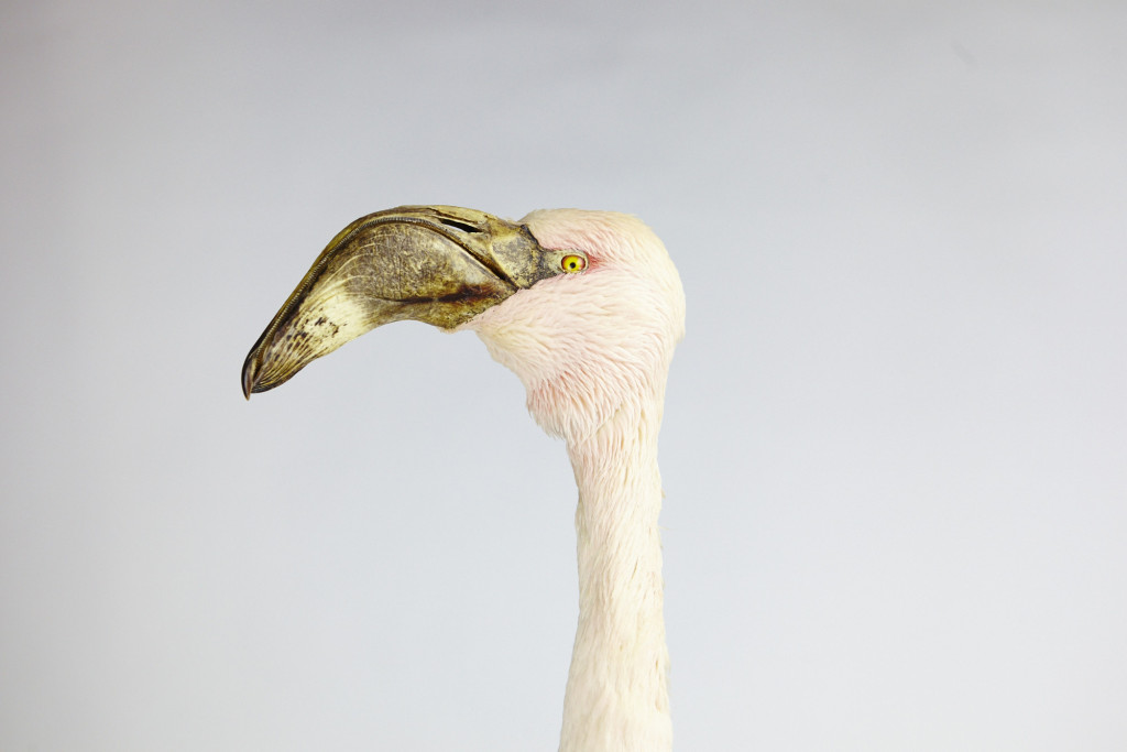 A taxidermy lesser flamingo (Phoeniconaias minor)