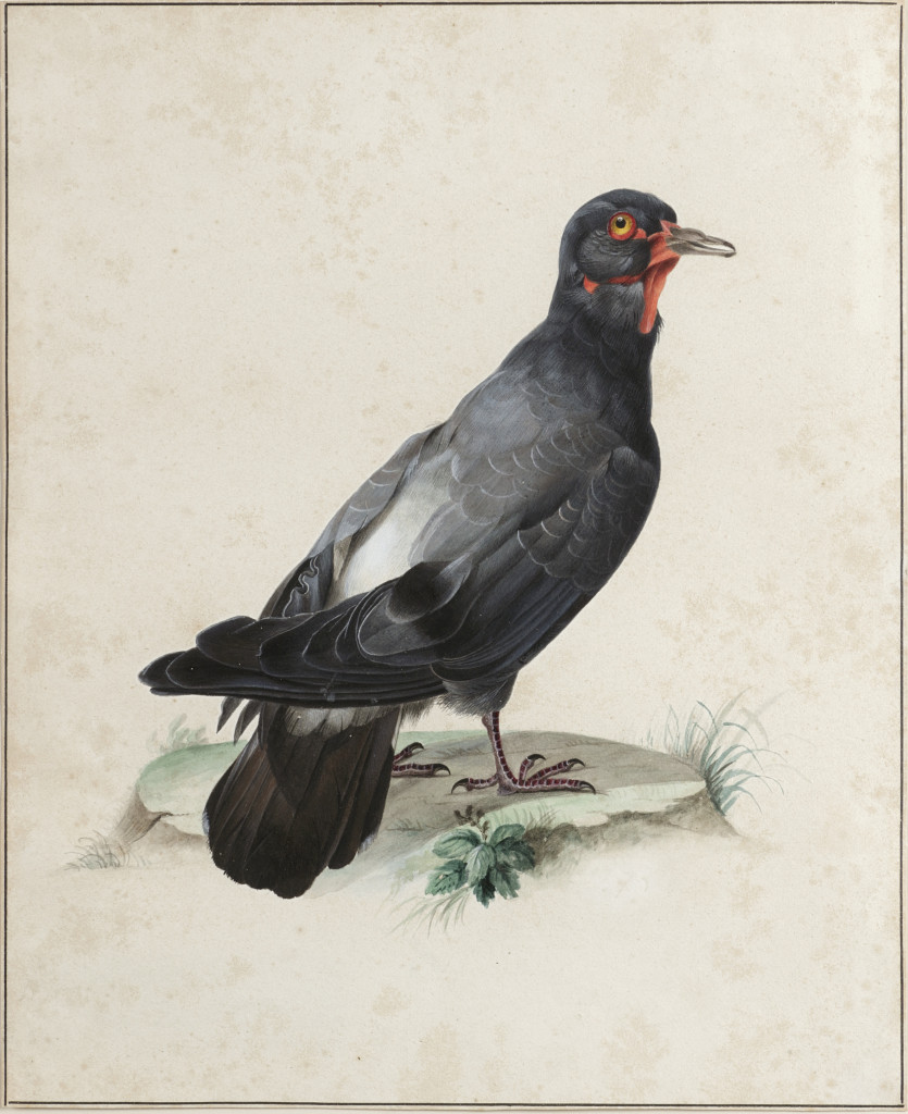 'Pigeon from the Moluccas'