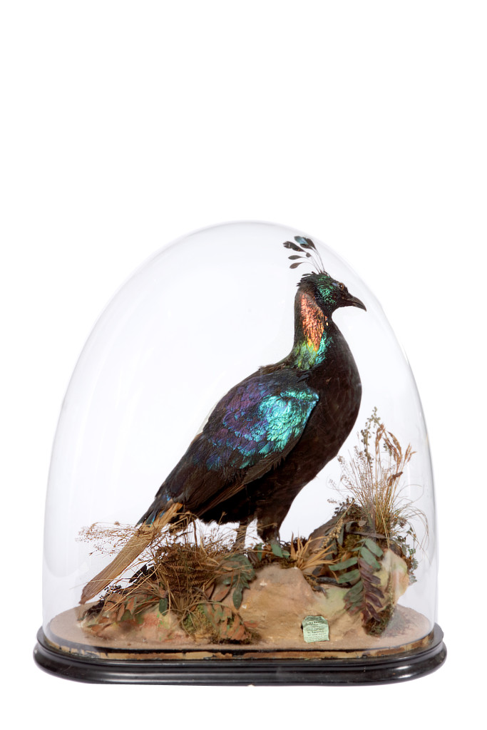 A Victorian taxidermy Himalaya Monal Pheasant (Lophophorus impejanus) by Edward Gerrard & Sons (act. 1853-1906)