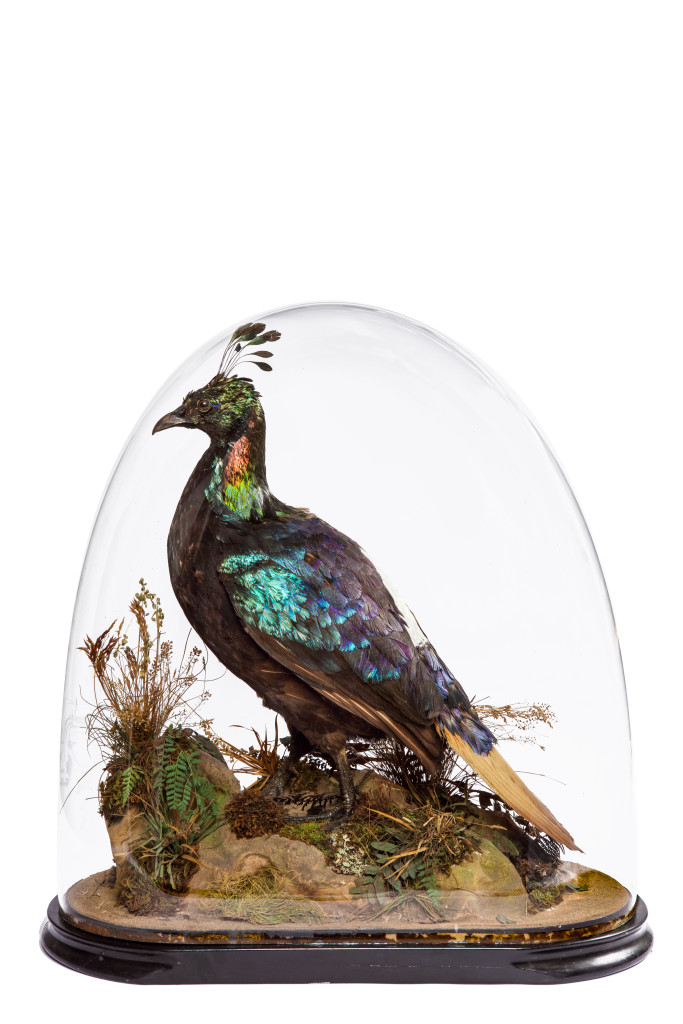 A Victorian taxidermy Himalaya Monal Pheasant (Lophophorus impejanus) by Edward Gerrard & Sons (act. 1853-1906)