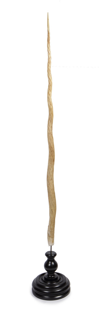 An antique Narwhal tusk (Monodon monoceros)