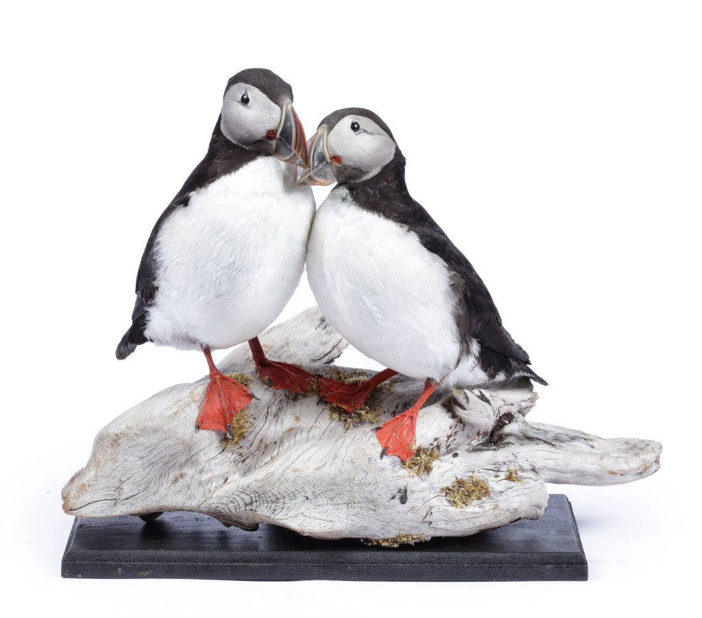 A pair of taxidermy Puffins