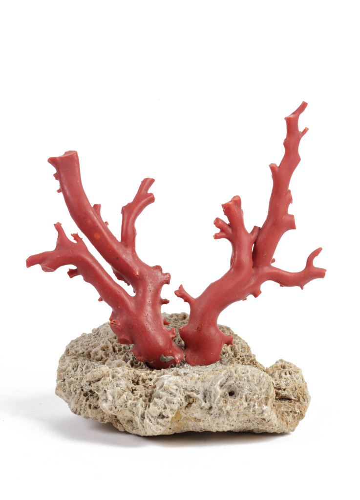An exquisite piece of red coral (Corallium rubrum)