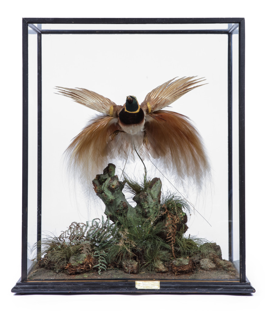A taxidermy case with Raggiana’s bird of paradise (Paradiseae raggiana) with trade label to the underside reading 'The Jungle, Rowland Ward’