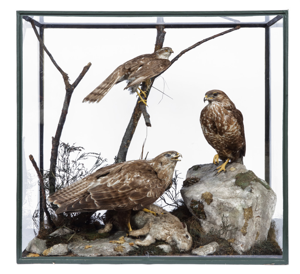 A taxidermy display cabinet with Common Buzzards (Buteo buteo) and a Sparrowhawk (Accipiter nisus) by Rowland Ward (1848-1912)