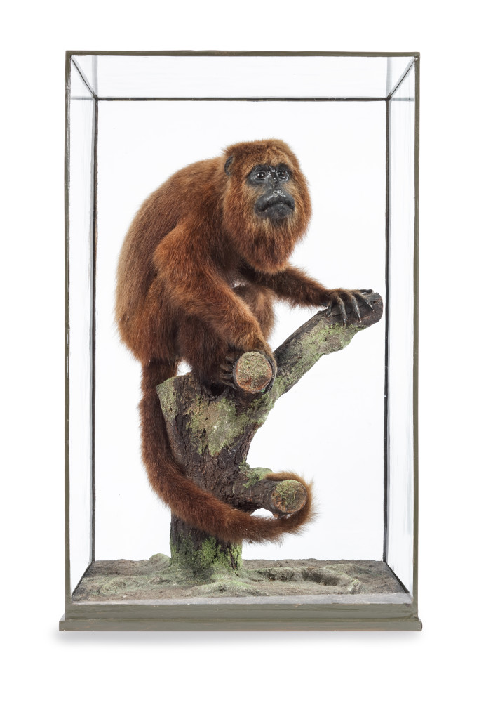 A rare taxidermy Brown Howler Monkey (Alouatta guariba) attributed to Rowland Ward (1848-1912)