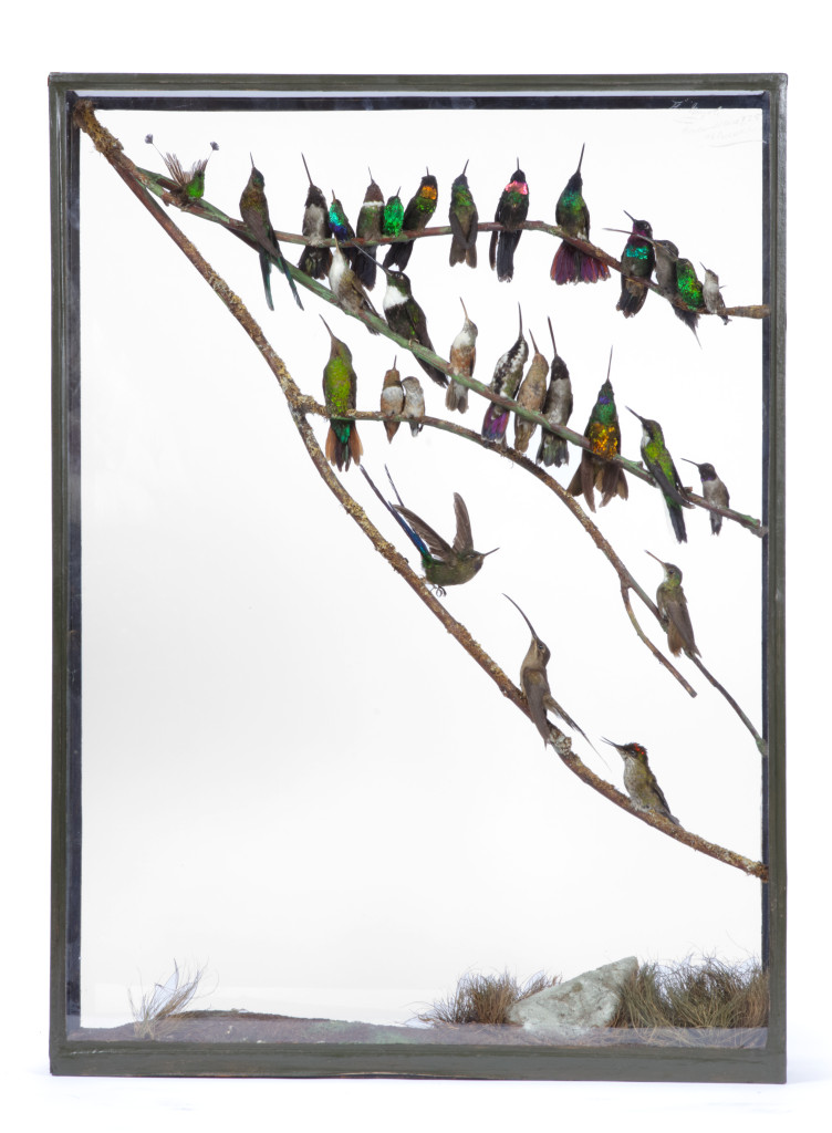 A delicate case with Taxidermy Hummingbirds attributed to Rowland Ward (1848-1912)