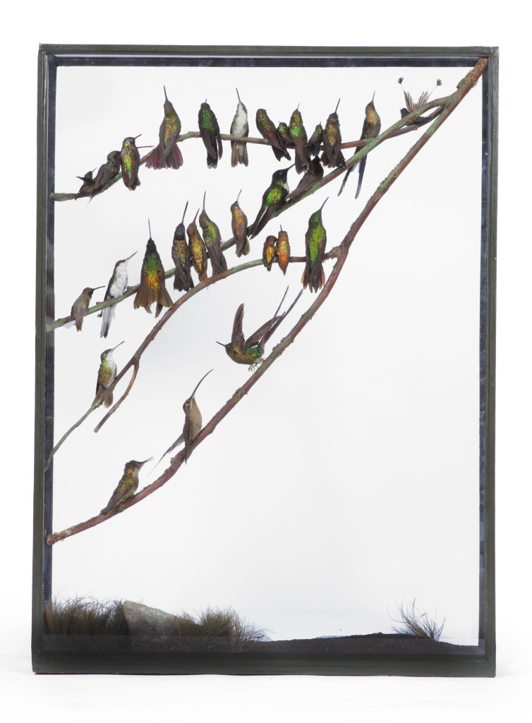 A delicate case with Taxidermy Hummingbirds attributed to Rowland Ward (1848-1912)