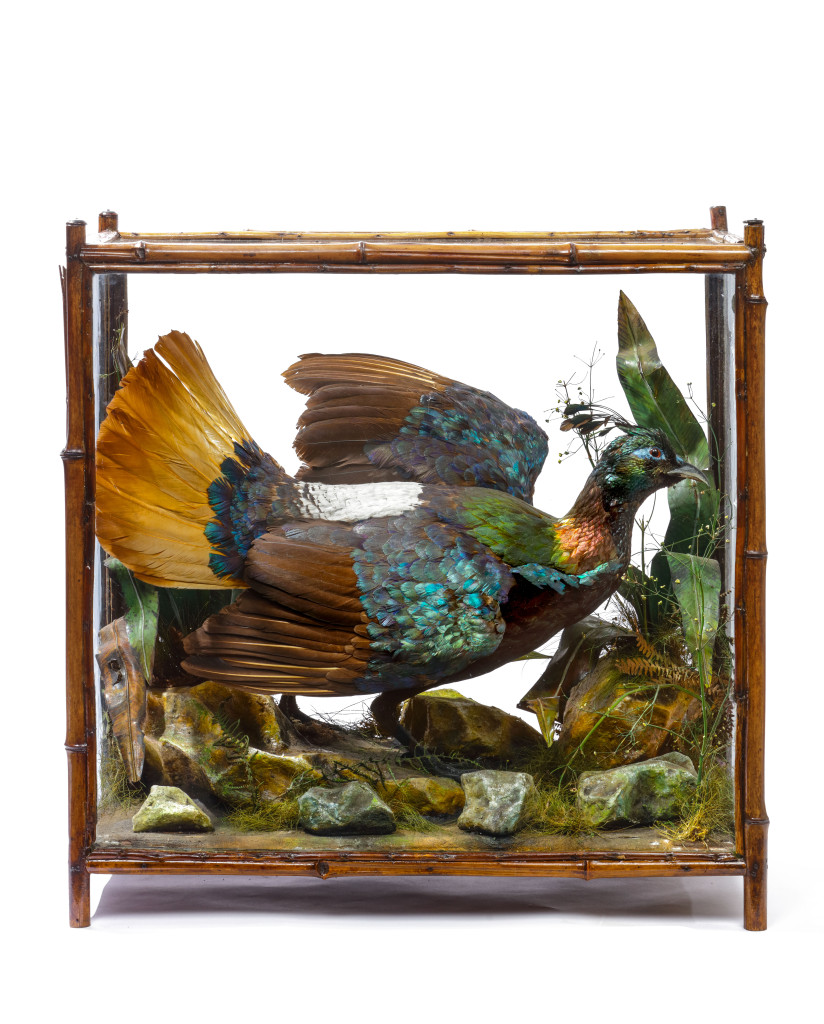A fine Taxidermy Himalayan Monal Pheasant (Lophophorus Impejanus) by Rowland Ward (1848-1912)