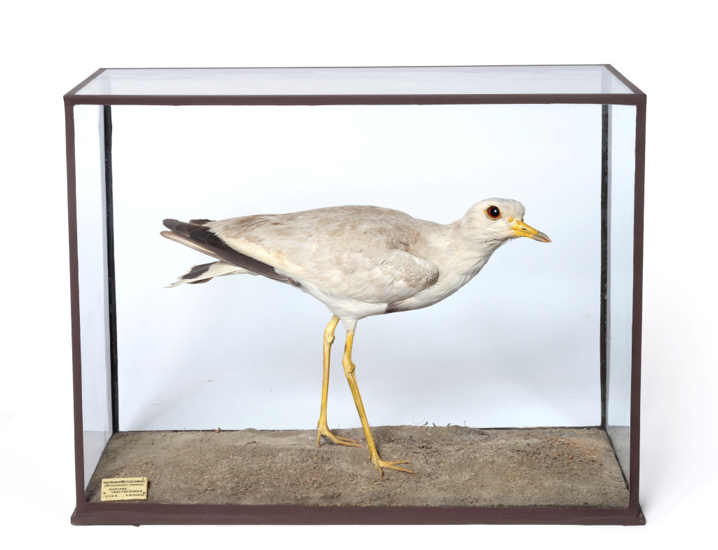 An Edwardian cased grey headed Wattled Lapwing (Microsarcops Cinereus) by Rowland Ward (1848-1912)