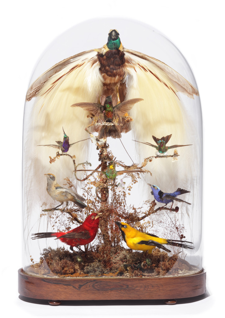 A Victorian taxidermy dome with Greater Bird-of-paradise (Paradisaea apoda), hummingbirds, tanagers and cotinga
