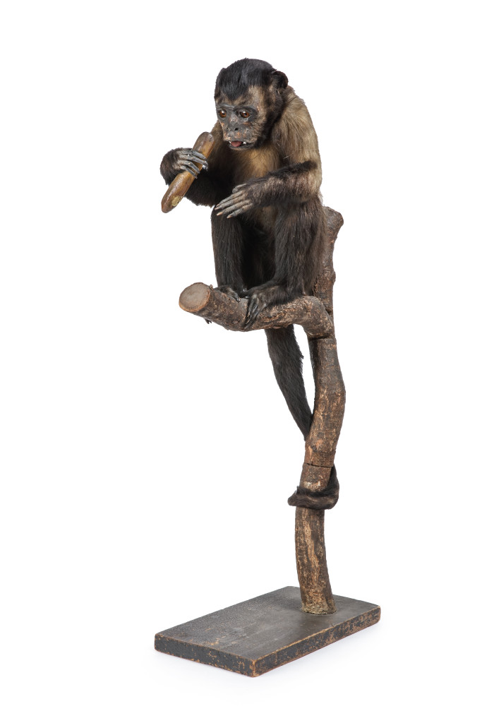 An Antique Taxidermy Capuchin Monkey (Cebinae)